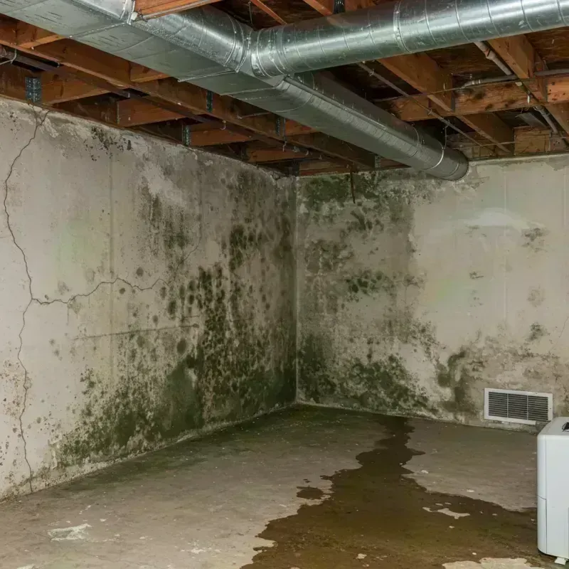 Professional Mold Removal in Sophia, WV